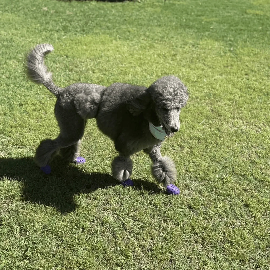 All Season Dog Paw Shoes